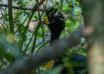 Veja a lista de animais que só existem no Brasil – Foto: Significados/Divulgação/ND