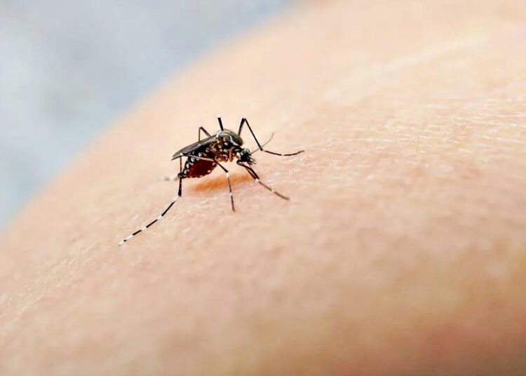 Dengue
