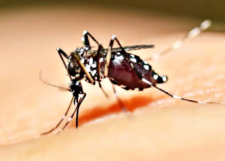 Dengue HDT