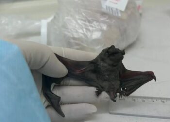 Morcego insetívoro da espécie Molossus molossus em que foram identificados um novo coronavírus na América do Sul, próximo ao MERS-CoV, e um gemykibivirus relacionado a humanos (Larissa Leão Ferrer de Sousa/Agência Fapesp/Reprodução)