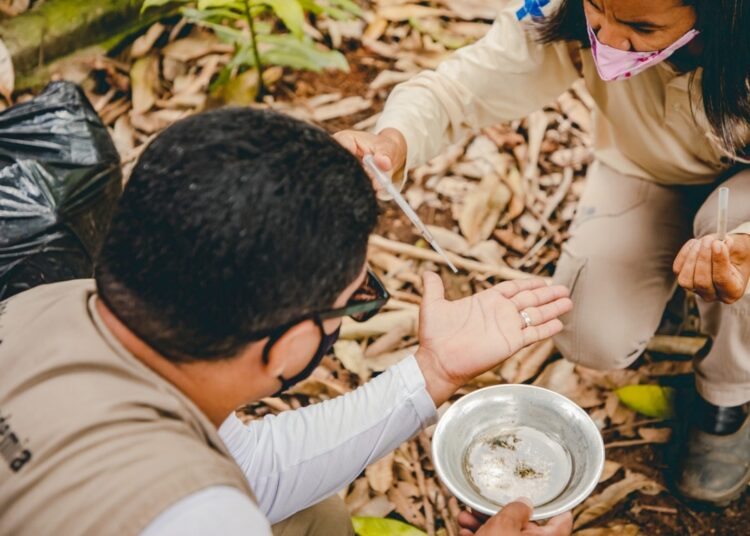 Dengue Anápolis