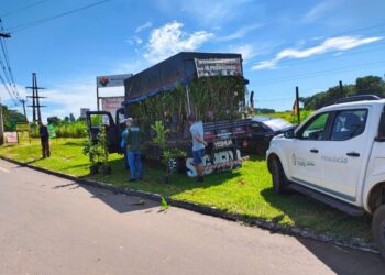 Plantas eram procedentes de São Paulo e vendidas de forma irregular por comércio ambulante em diferentes pontos de Goiânia e Anápolis