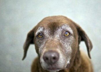 A demência canina, também conhecida como Síndrome da Disfunção Cognitiva (SDC), é uma condição progressiva que afeta principalmente cães idosos. Imagem: Reprodução