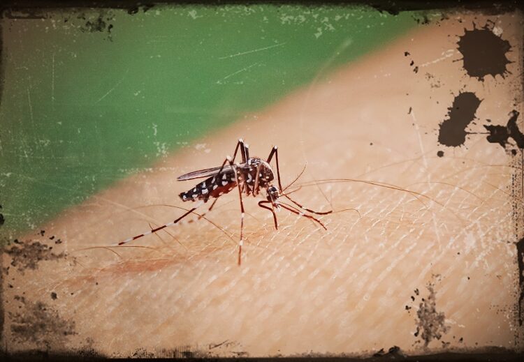 Dengue