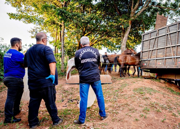 Cavalos Recuperados- Imagem Secom Anápolis
