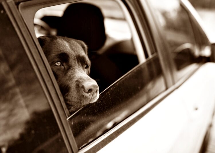 animais abandono
