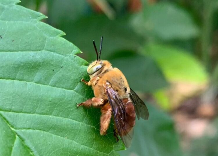 Macho de Melipona rufiventris. Imagem: Divulgação/Governo de Goiás