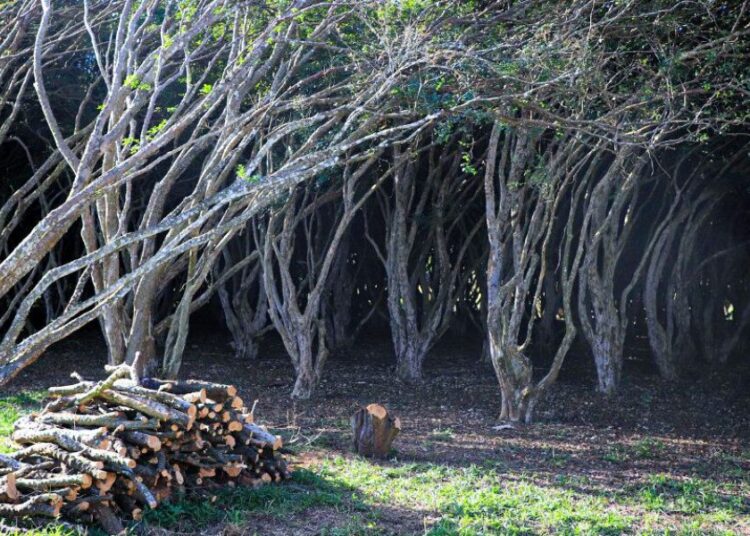 Imagem: Governo de Goiás