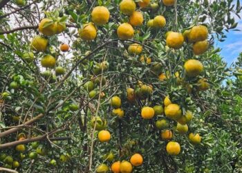 Imagem: Agrodefesa