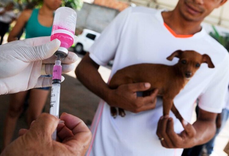 A equipe visitará residências para vacinar cães e gatos contra a raiva, garantindo a imunização gratuita. Imagem: Reprodução