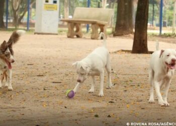 Tatuagens e piercings causam dor, infecções e ferimentos graves em cães e gatos, comprometendo diretamente sua saúde e bem-estar.