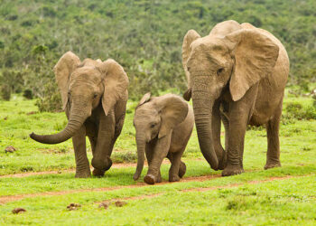 Imagem: iStock