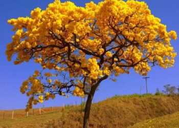 Ipê Amarelo no cerrado. Imagem: Reprodução