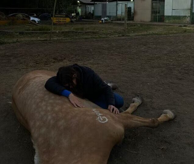 Com ração sob suspeita, fábrica envolvida em morte de 112 cavalos retoma parte da produção. Imagem: Imagem: Reprodução/Redes Sociais