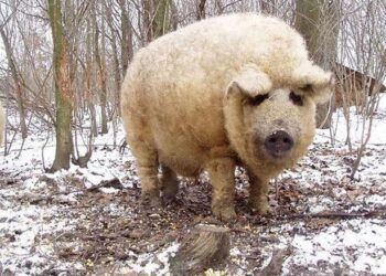 Atualmente, na Hungria, existem mais de 10 mil fêmeas reprodutoras. Foto: Pure Mangalitsa
