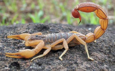 Escorpião amarelo (Tityus serrulatus)