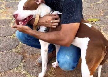 Adoção de Pets- Prefeitura- Unidade de Vigilância em Zoonoses