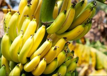 Anápolis- Agro- Banana