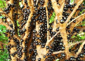 Jabuticaba