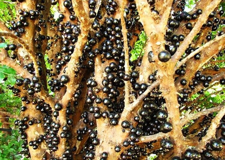 Jabuticaba