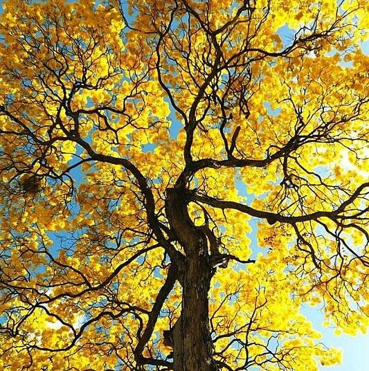 Concurso convida fotógrafos amadores e profissionais a registrar imagens do ipê, árvore símbolo do Cerrado. Fotografia: Cristovam Tadeu