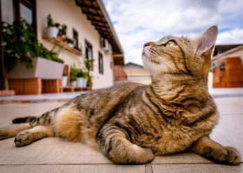 Hospedagem Pet- Imagem Ilustrativa- Pixabay