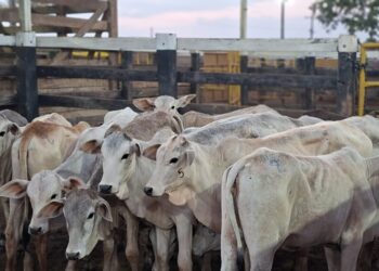 Agrodefesa reforça importância da prevenção com a vacinação