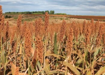 Produção de sorgo é incentivada no estado, com foco em sustentabilidade. Imagem: Reprodução