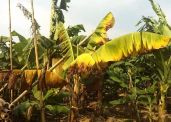 Sintomas da Fusarium Wilt / Foto: GLOBAL PLANT COUNCIL