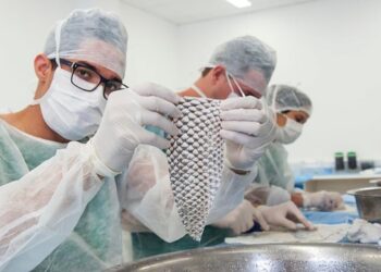 O curativo de tilápia entra em nova fase. Foto cedida: Viktor Braga/UFC