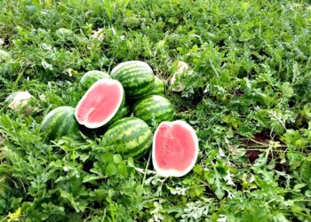 Melancia Uruana- Divulgação