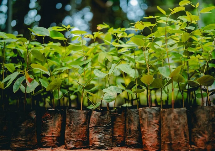 Mudas de Plantas- Prefeitura de Anápolis- Foto Paulo de Tarso