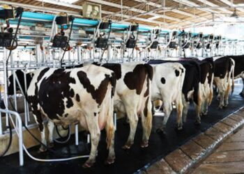 Alta oferta do produto e importação trazem alerta para o setor no estado. Imagem: Reprodução