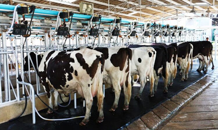 Alta oferta do produto e importação trazem alerta para o setor no estado. Imagem: Reprodução