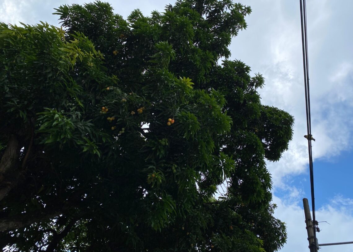 O ChatGPT disse:

Fiação elétrica próxima à mangueira. Imagem: Reprodução.