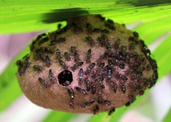 Polybia. Imagem: Wikipedia