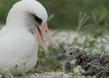 Foto: Dan Rapp/USFWS