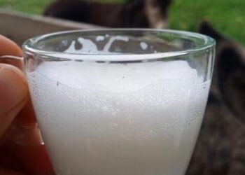 Leite de jumenta tem composições semelhantes ao leite humano — Foto: Reprodução/UFAPE