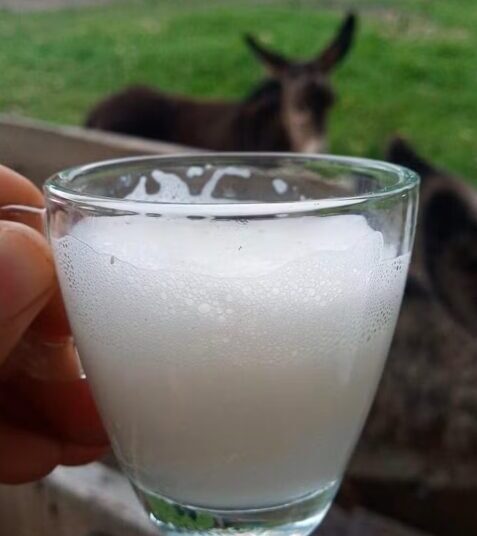 Leite de jumenta tem composições semelhantes ao leite humano — Foto: Reprodução/UFAPE