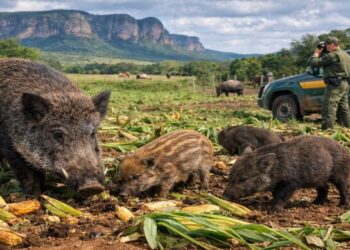 Imagem: Reprodução