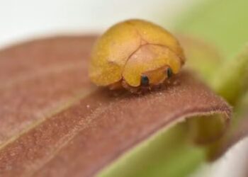 Mada gregaria - Crédito: Divulgação/Universidade Federal do Vale do São Francisco (Univasf)