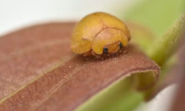 Mada gregaria - Crédito: Divulgação/Universidade Federal do Vale do São Francisco (Univasf)