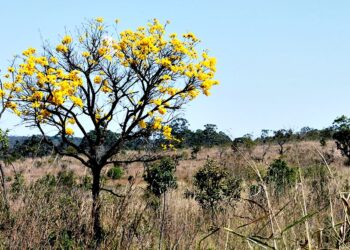 Cerrado goiano possui rica biodiversidade. Imagem: Reprodução