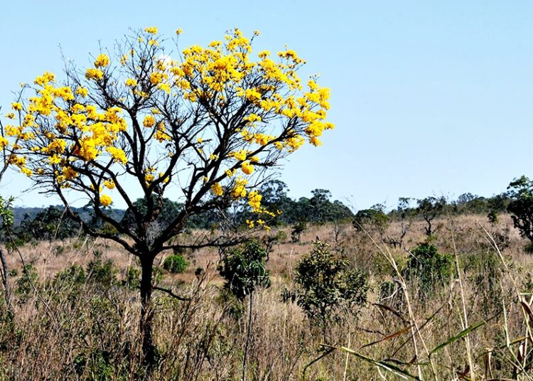 Cerrado goiano possui rica biodiversidade. Imagem: Reprodução