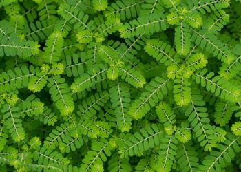 Phyllanthus niruri, conhecida popularmente como quebra-pedra, tradicionalmente utilizada para tratar distúrbios urinários. Imagem: Reprodução