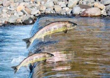 Piracema- Semad- Divulgação