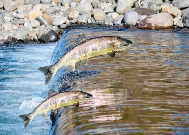 Piracema- Semad- Divulgação