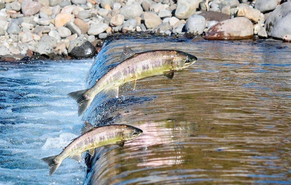 Piracema- Semad- Divulgação