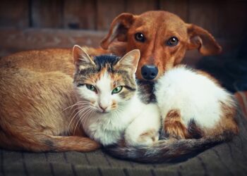 Imagem: Reprodução