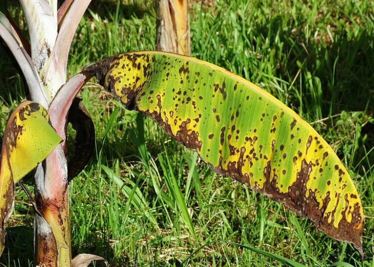A Sigatoka-negra é causada por fungo que afeta as folhas e pode comprometer a produção. Imagem: Reprodução